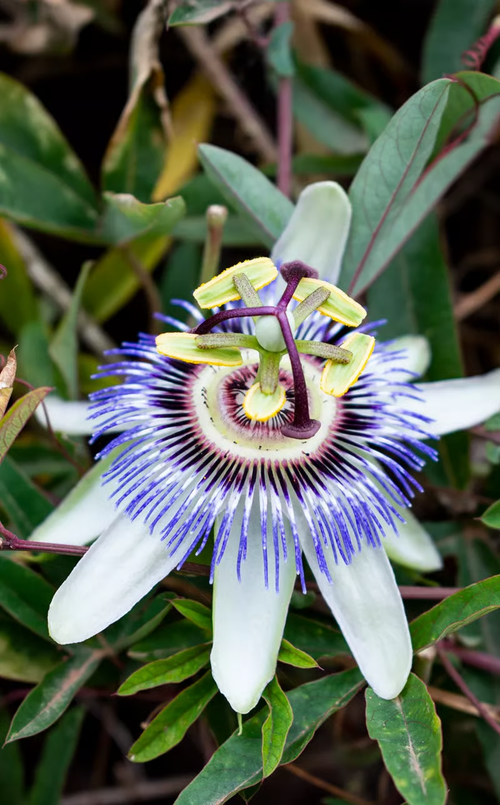 Passionflower with purple and white petals